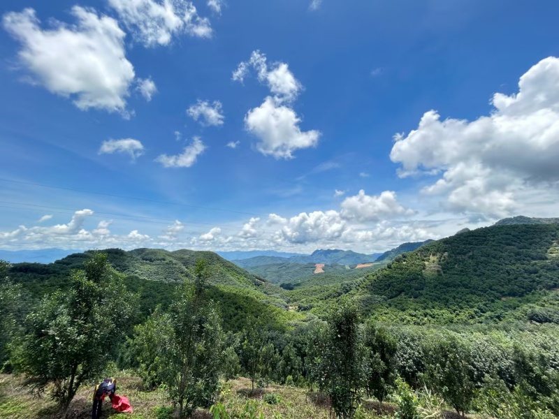 云南西双版纳夏威夷果澳洲坚果种植基地鲜果青皮量大