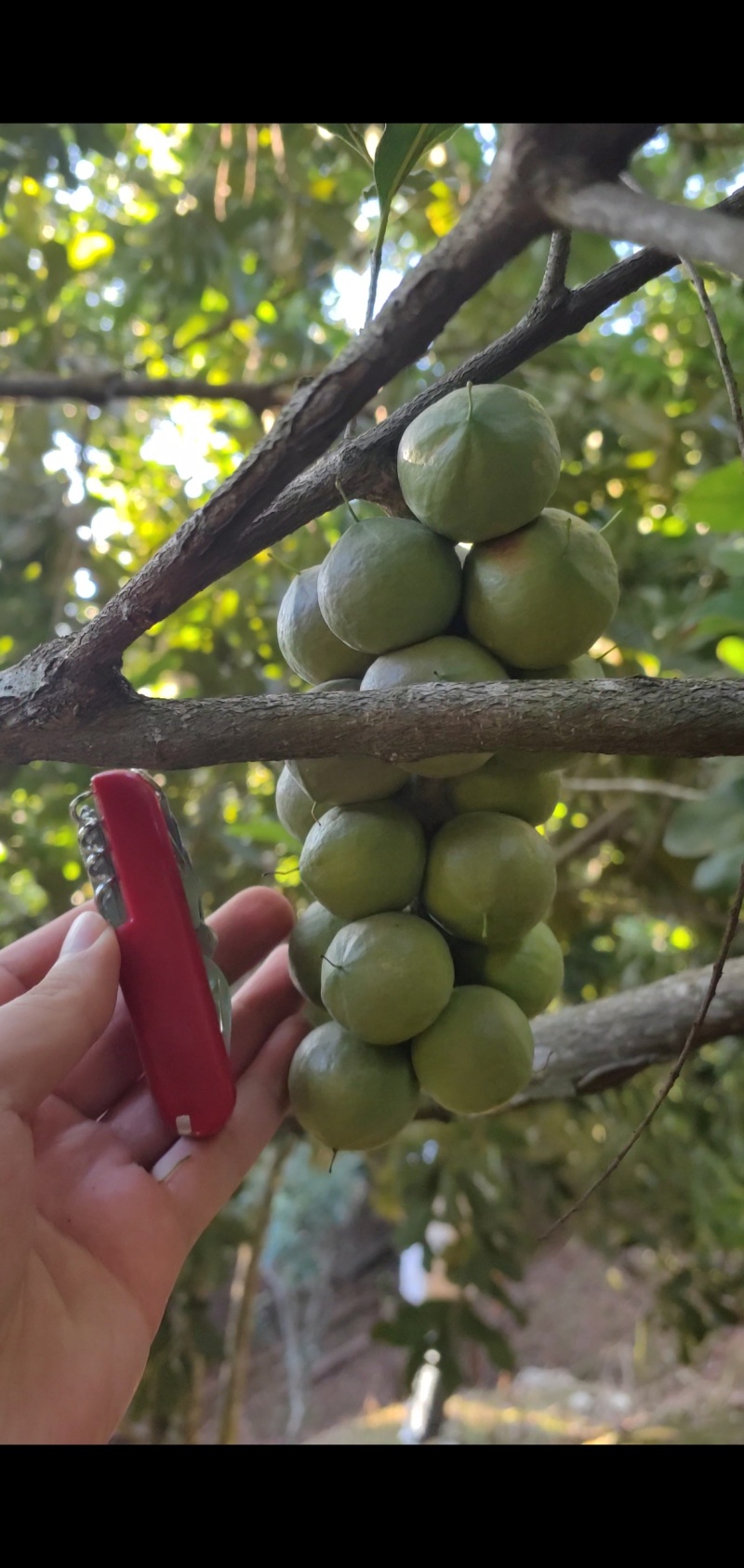 云南西双版纳夏威夷果澳洲坚果种植基地鲜果青皮量大