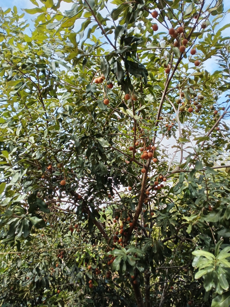 云南西双版纳夏威夷果澳洲坚果种植基地鲜果青皮量大