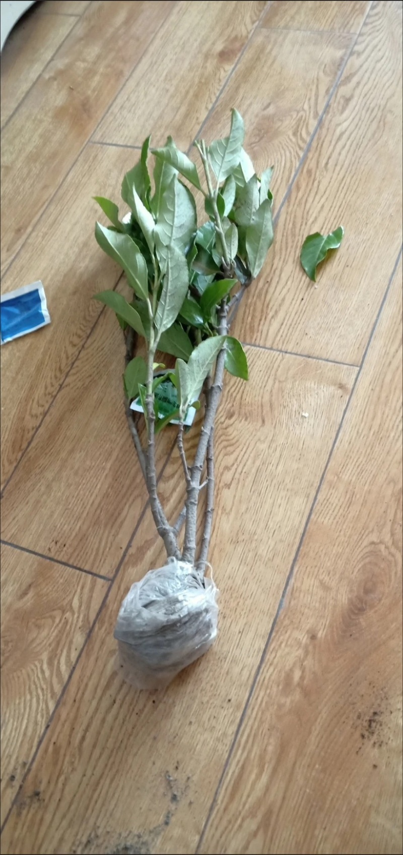 全平台代发精品树苗盆栽地栽