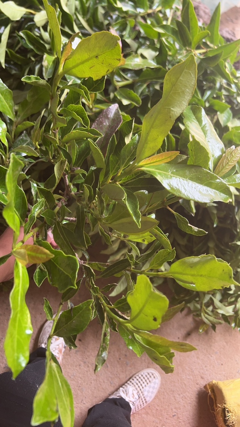 全平台代发精品树苗盆栽地栽