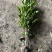 全平台代发精品树苗盆栽地栽