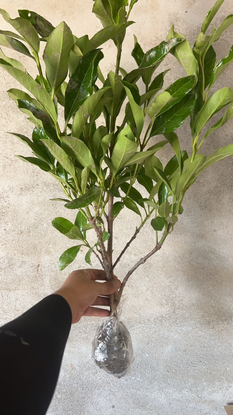 全平台代发精品树苗盆栽地栽