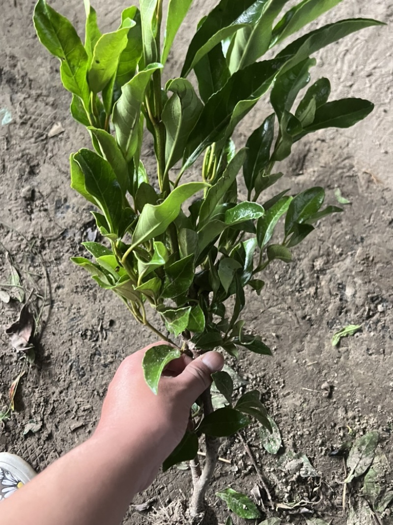 全平台代发精品树苗盆栽地栽