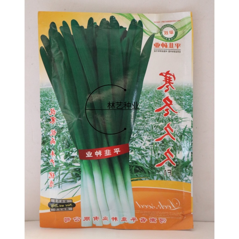 寒冬久久韭菜种子不休眠高产抗寒性强抗病韭菜籽宽叶厚叶韭菜