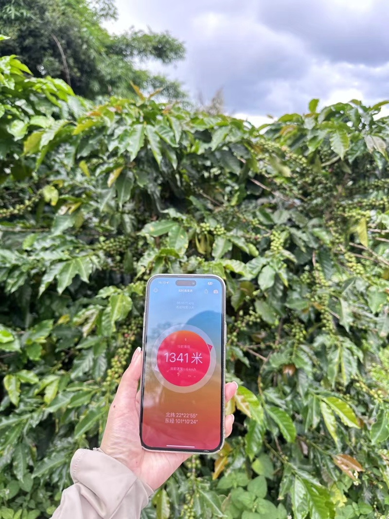 云南咖啡豆种植基地卡蒂姆铁皮卡生豆熟豆量大