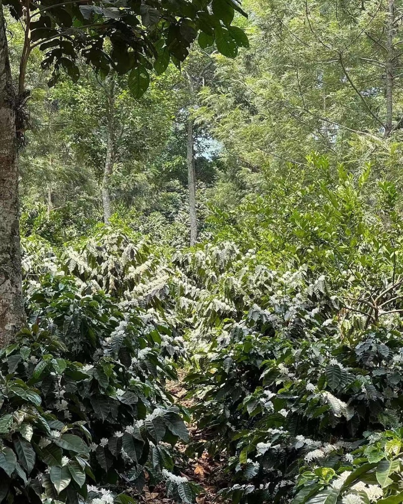 云南咖啡豆种植基地卡蒂姆铁皮卡生豆熟豆量大