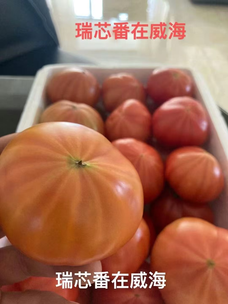 大果口感番茄种子莱喜568甜沙口饱满多汁风味足