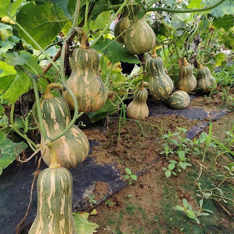 小葫芦早熟南瓜种子坐果能力强种子少瓜肉橘红色南瓜种子
