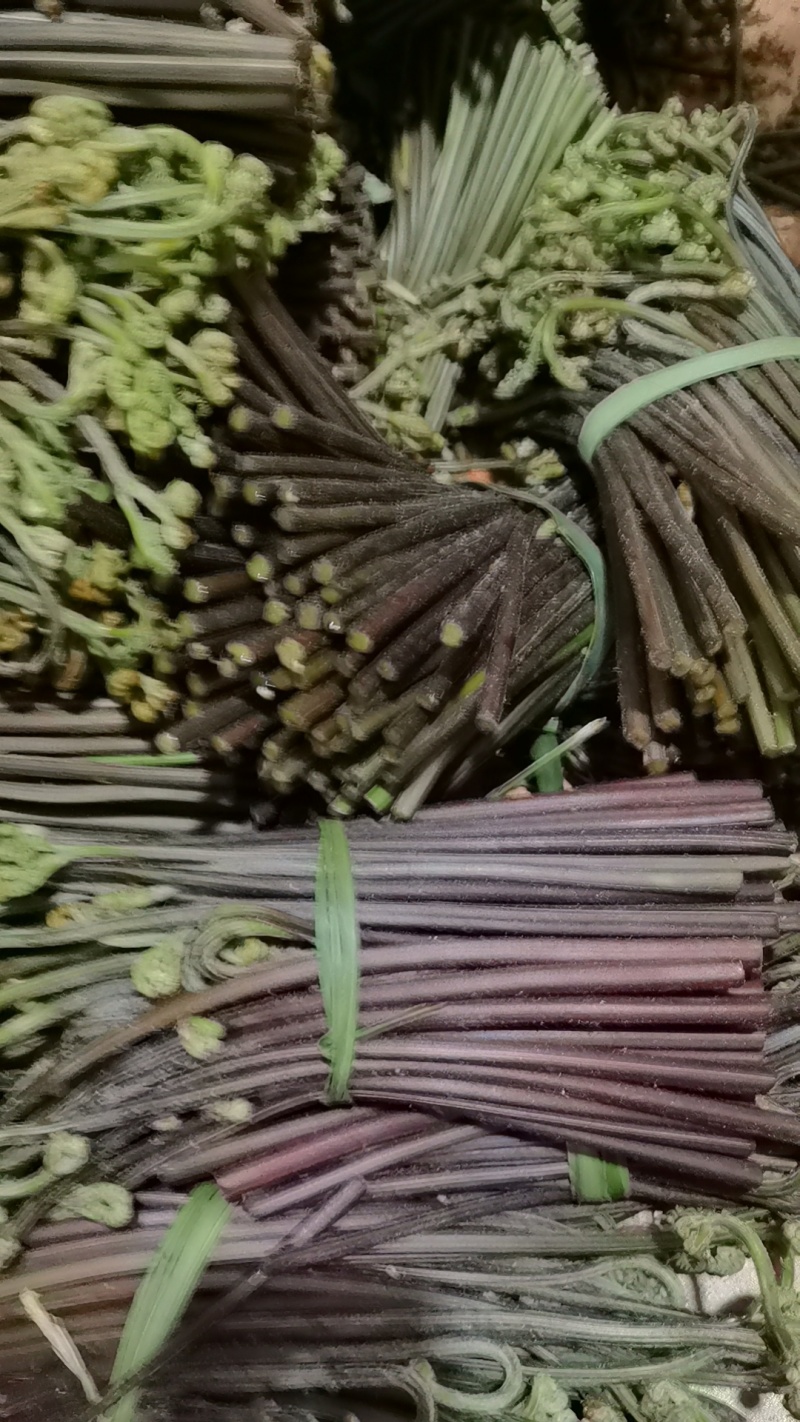 高山红蕨菜