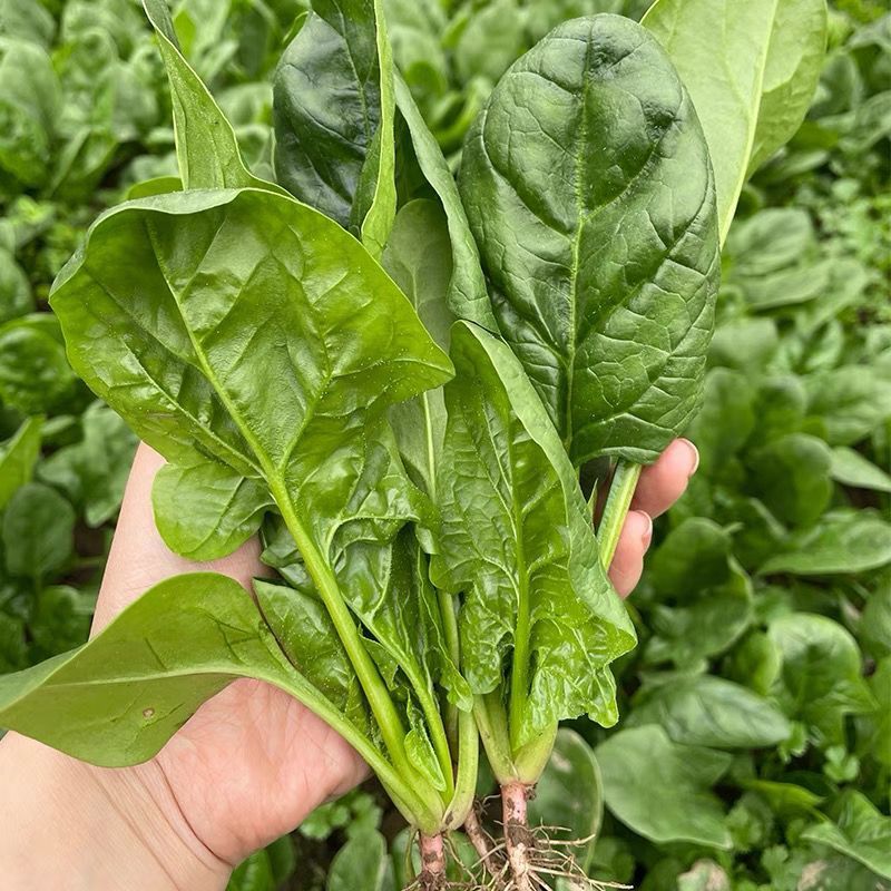 火烈鸟-U12菠菜种子耐热中早熟杂交菠菜种籽抗病直立圆叶