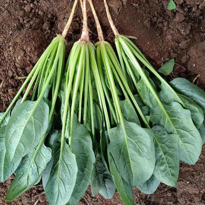 火烈鸟-U12菠菜种子耐热中早熟杂交菠菜种籽抗病直立圆叶