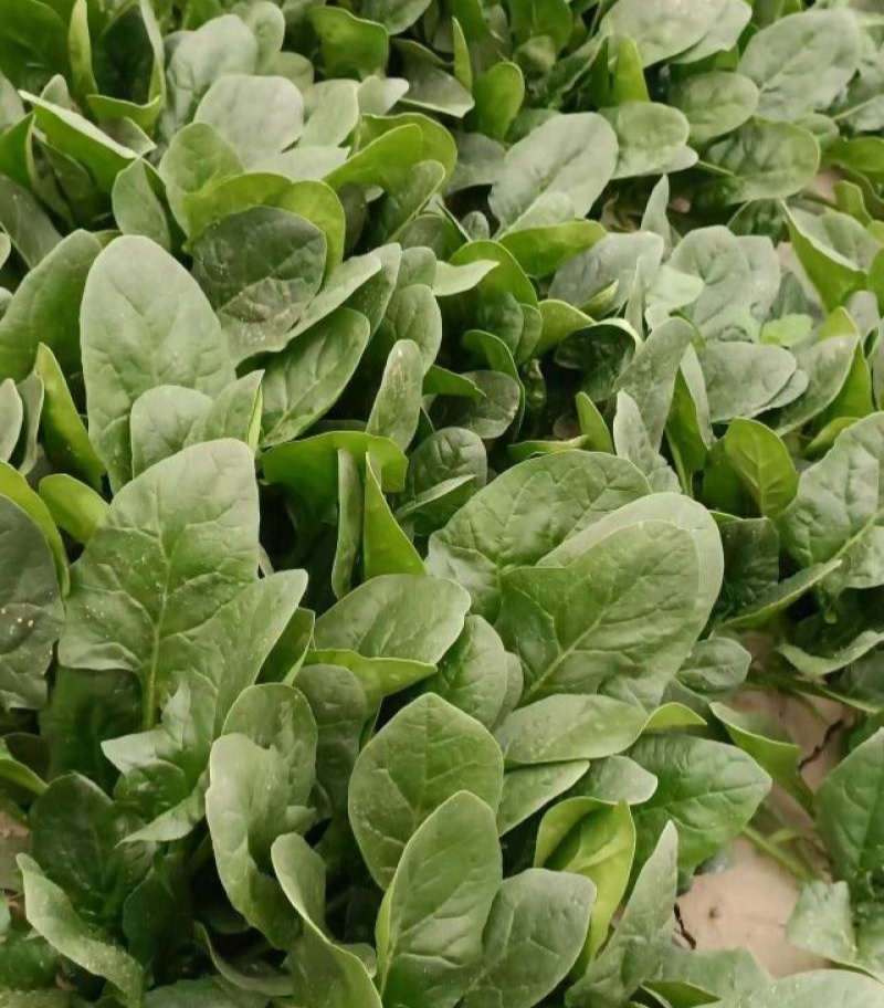 火烈鸟-U12菠菜种子耐热中早熟杂交菠菜种籽抗病直立圆叶
