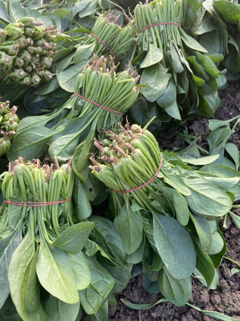 火烈鸟-U12菠菜种子耐热中早熟杂交菠菜种籽抗病直立圆叶