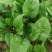 火烈鸟-U12菠菜种子耐热中早熟杂交菠菜种籽抗病直立圆叶