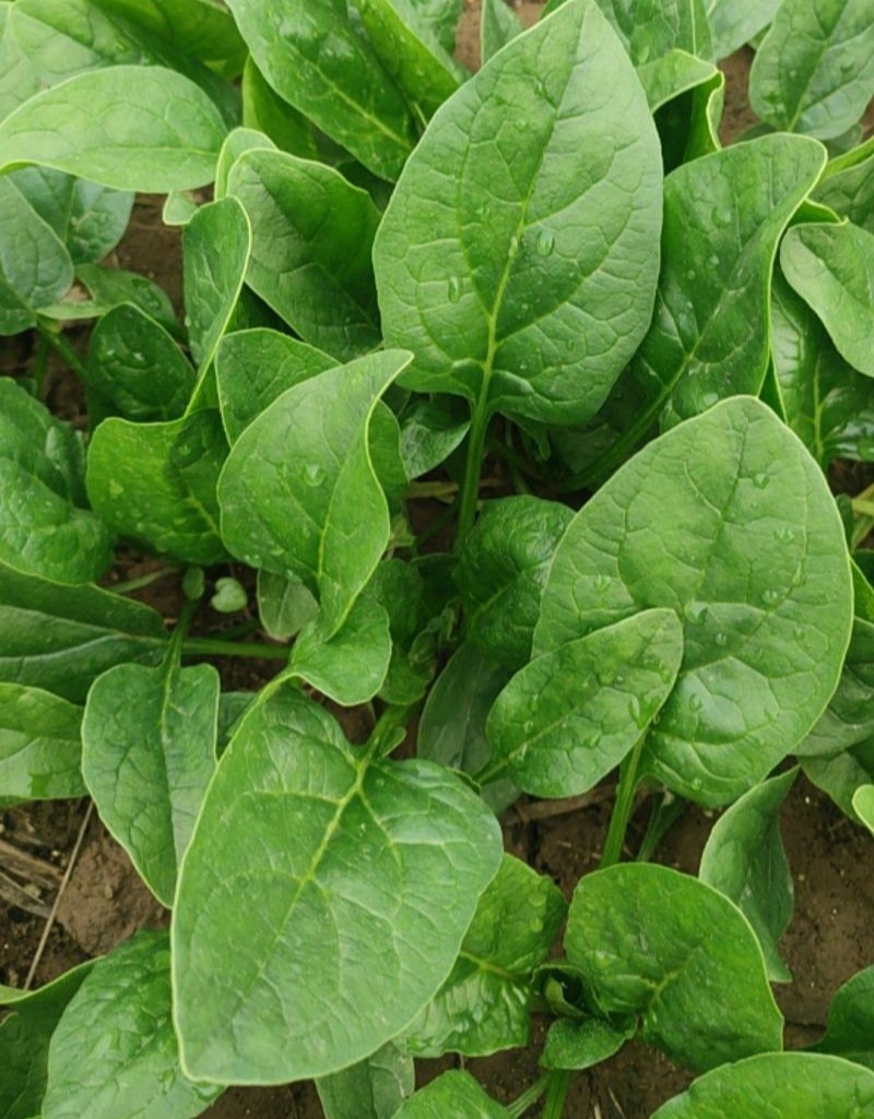 火烈鸟-U12菠菜种子耐热中早熟杂交菠菜种籽抗病直立圆叶