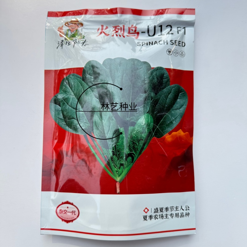 火烈鸟-U12菠菜种子耐热中早熟杂交菠菜种籽抗病直立圆叶