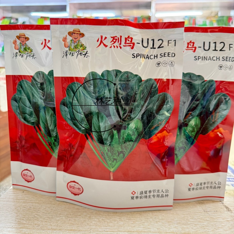 火烈鸟-U12菠菜种子耐热中早熟杂交菠菜种籽抗病直立圆叶