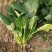 火烈鸟-U12菠菜种子耐热中早熟杂交菠菜种籽抗病直立圆叶
