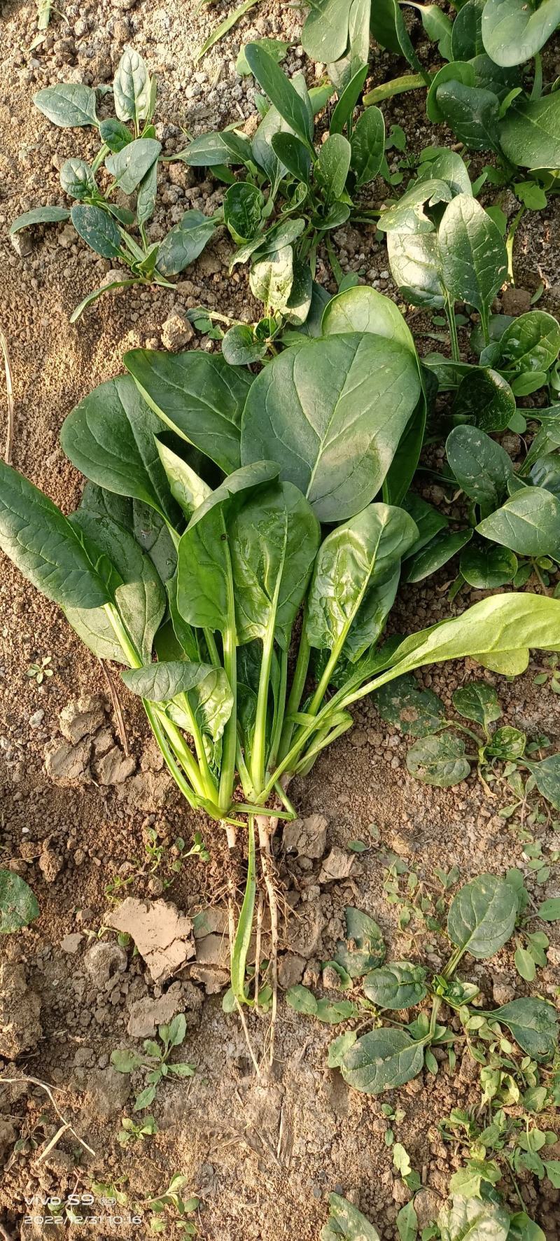 火烈鸟-U12菠菜种子耐热中早熟杂交菠菜种籽抗病直立圆叶
