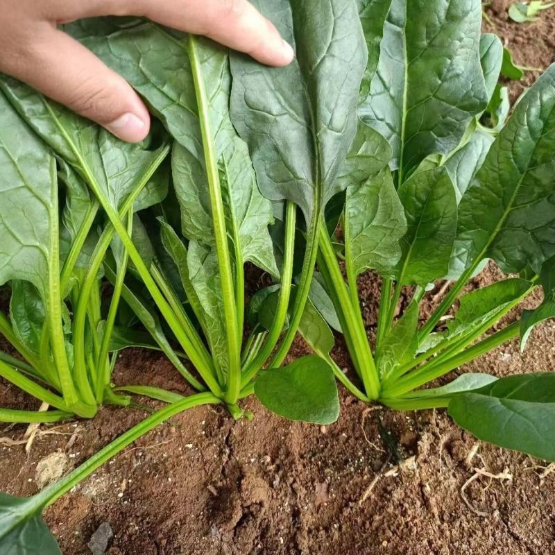 火烈鸟-U12菠菜种子耐热中早熟杂交菠菜种籽抗病直立圆叶