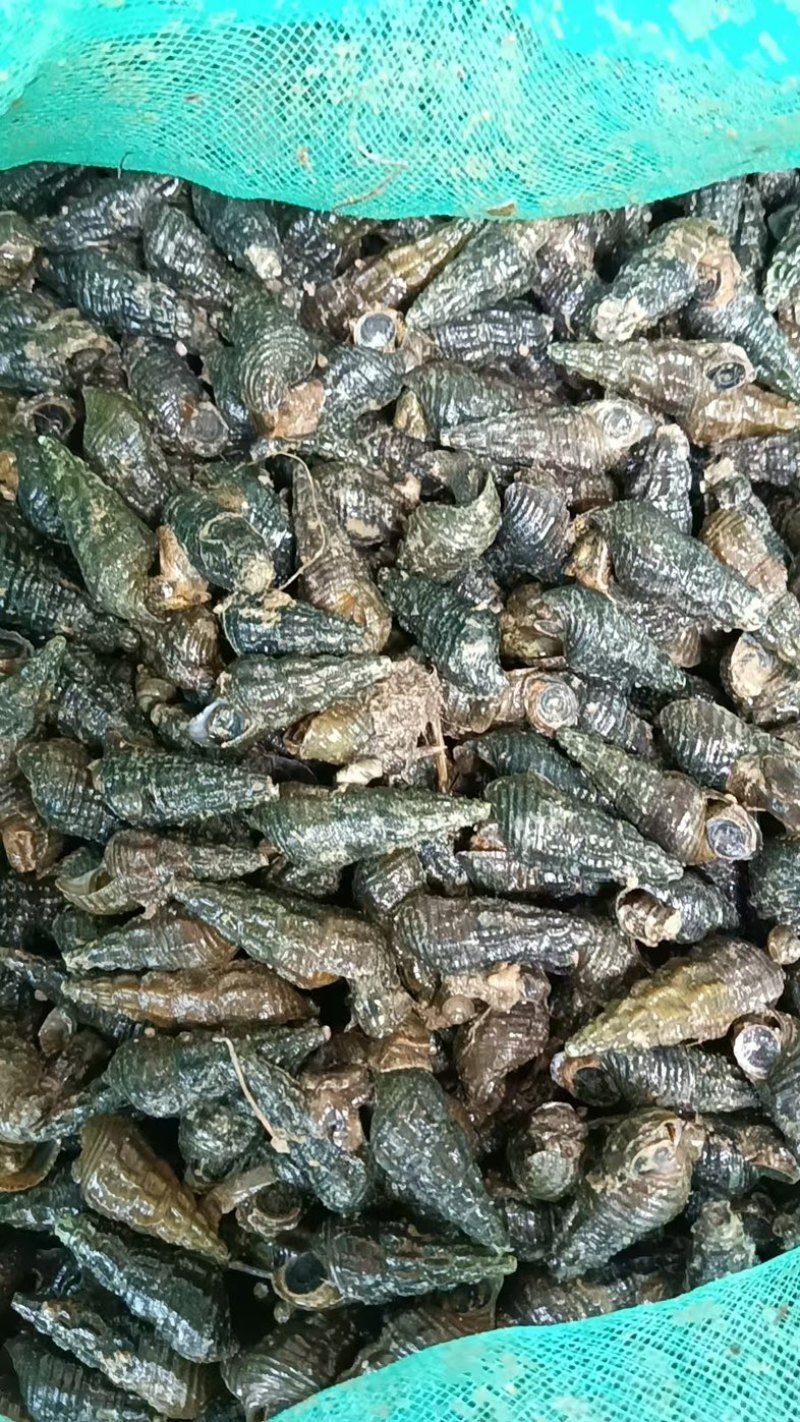 山坑螺，纽螺，大量批发