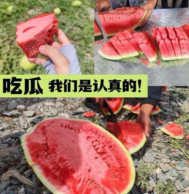 《实力推荐》宁夏硒砂瓜/石缝瓜&宁夏石头瓜/口感甜耐运输