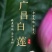 广昌通心白莲，柴火烘干