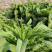 香丰莴苣种子抗病高产香莴笋种籽四季蔬菜籽种子莴笋莴苣种籽