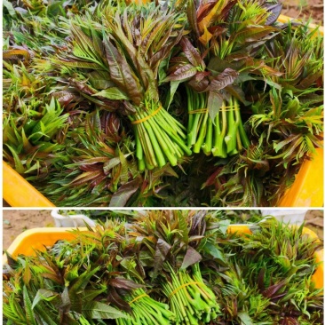 广东省精品香椿芽产地直发品质保证量大从优