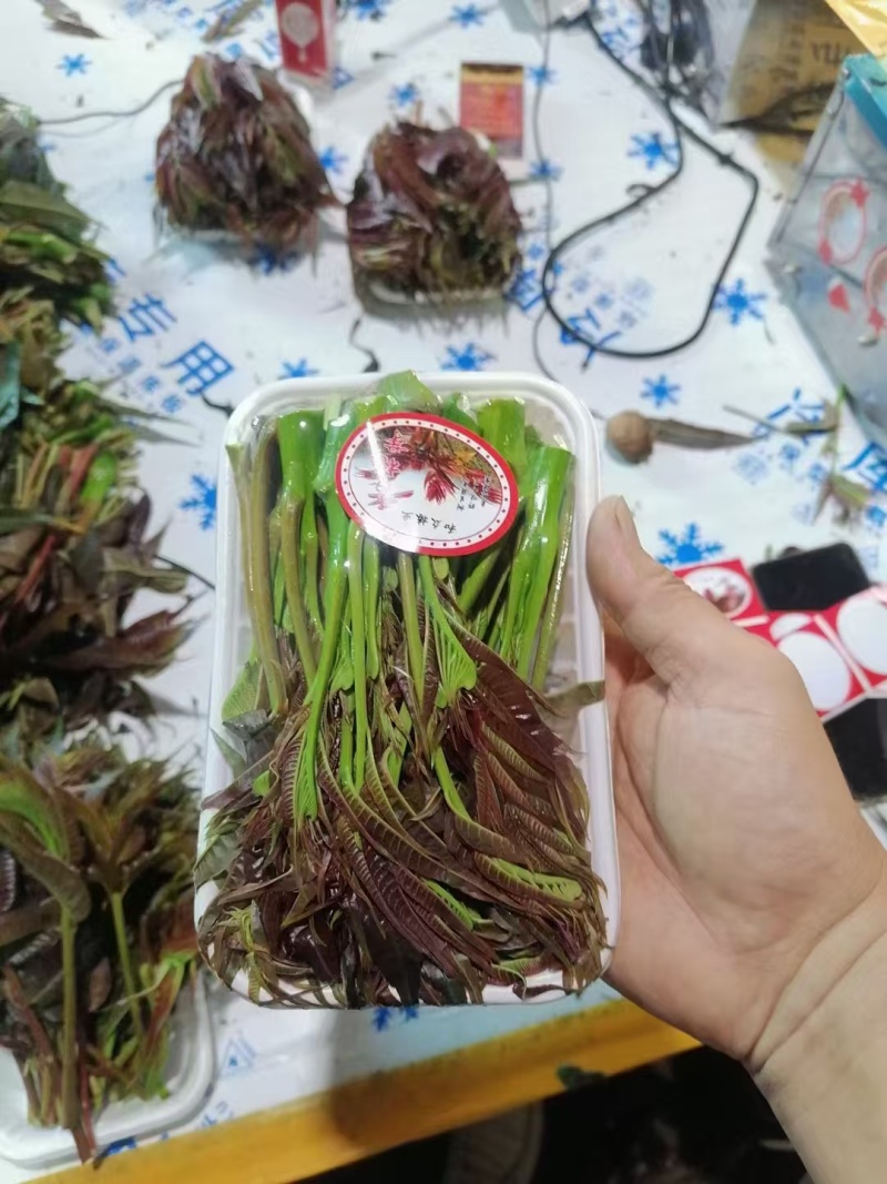 广东省精品香椿芽产地直发品质保证量大从优