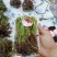广东省精品香椿芽产地直发品质保证量大从优