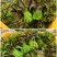 广东省精品香椿芽产地直发品质保证量大从优