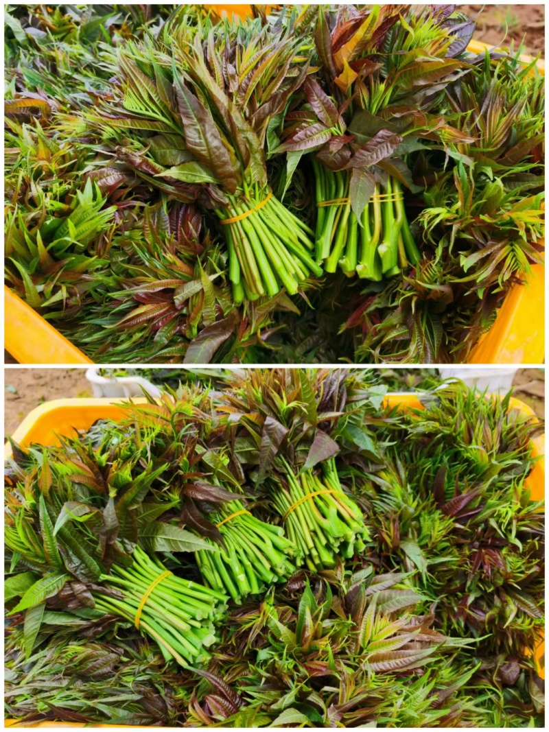 广东省精品香椿芽产地直发品质保证量大从优
