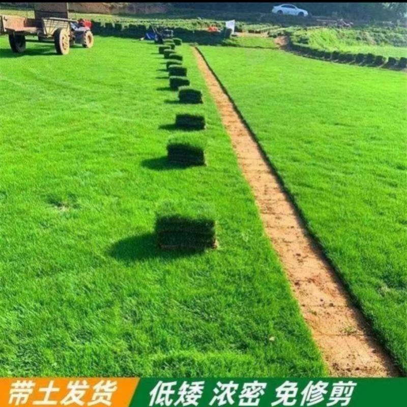 马尼拉草皮批发