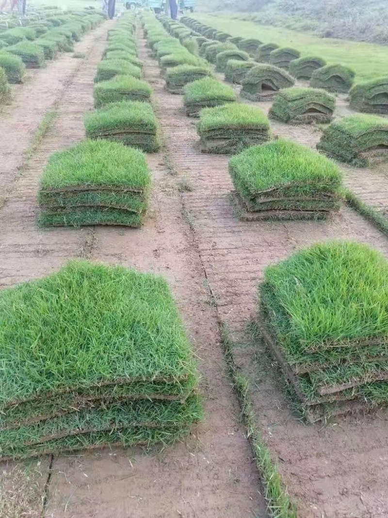 马尼拉草皮批发