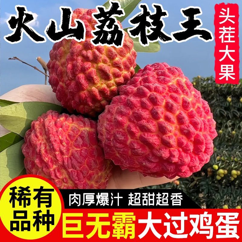 海南火山口荔枝王批发全国发货