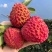 海南火山口荔枝王批发全国发货