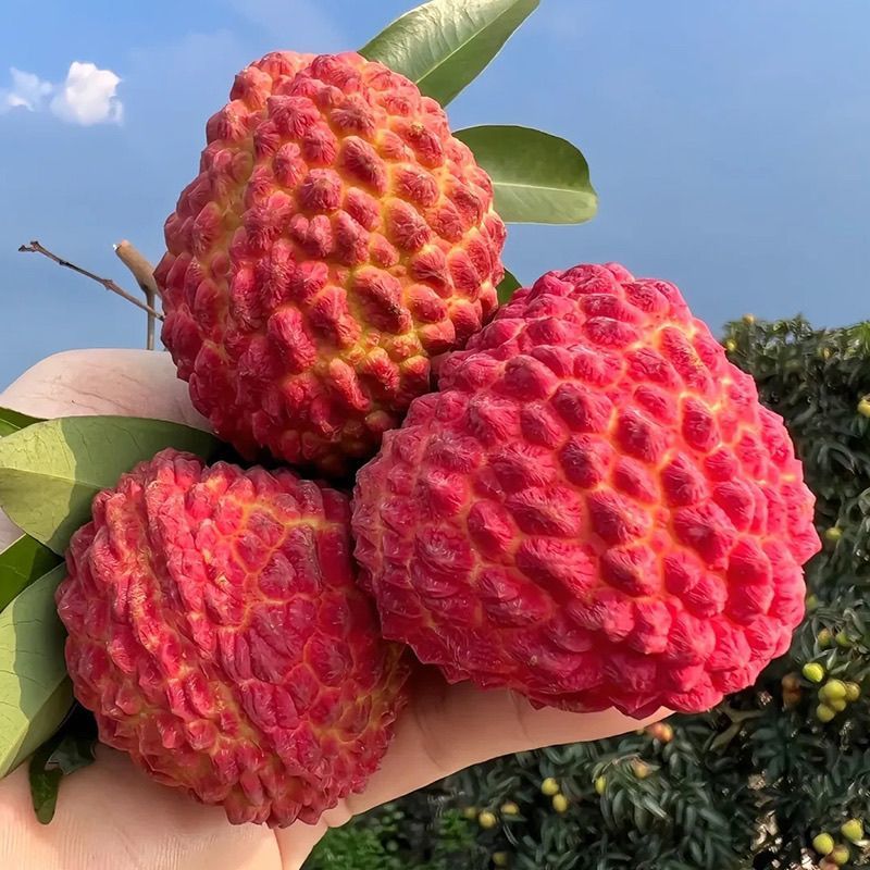 海南火山口荔枝王批发全国发货
