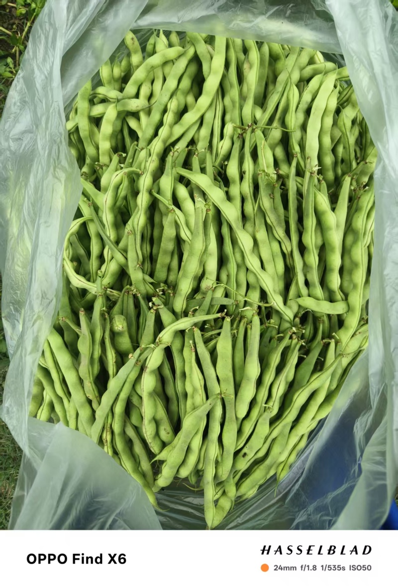 刚上市的青豆量大价优