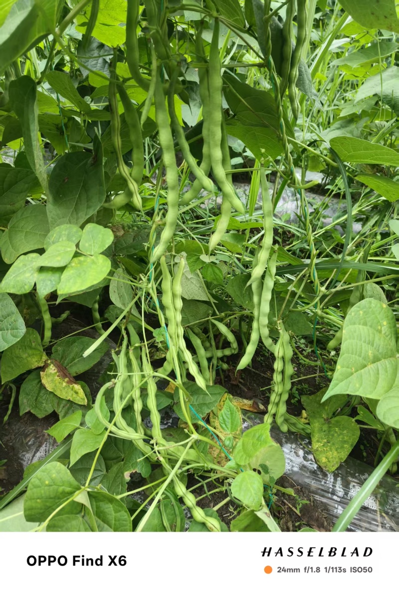 刚上市的青豆量大价优
