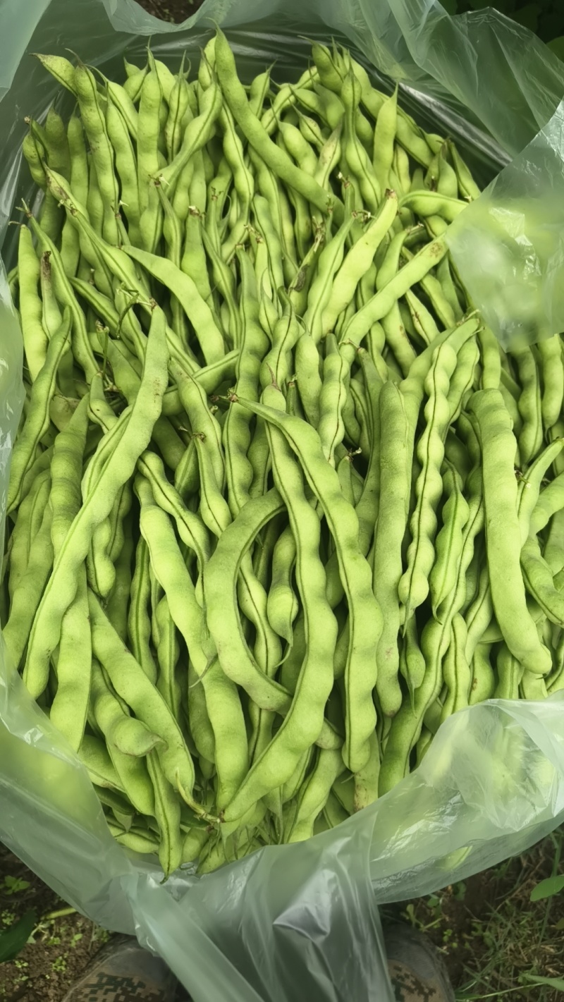 刚上市的青豆量大价优