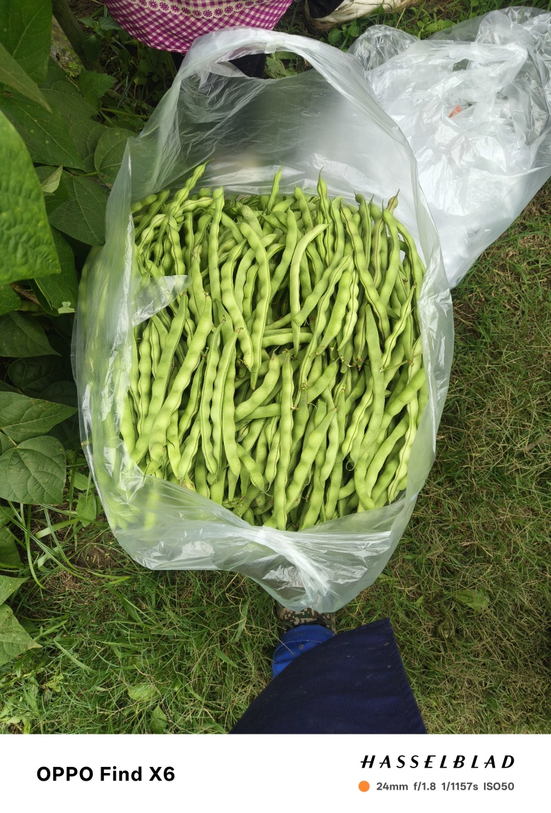 刚上市的青豆量大价优