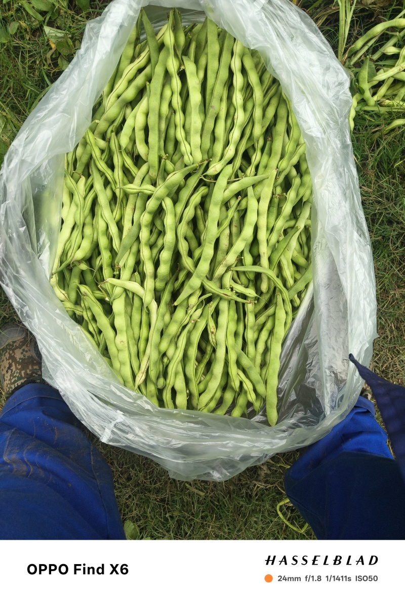刚上市的青豆量大价优