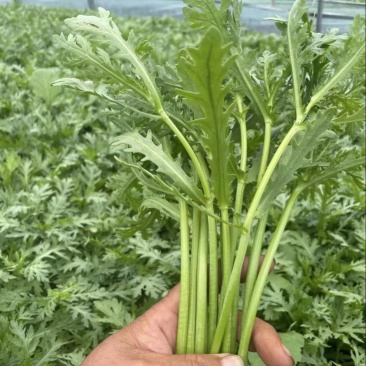精品茼蒿大量上市