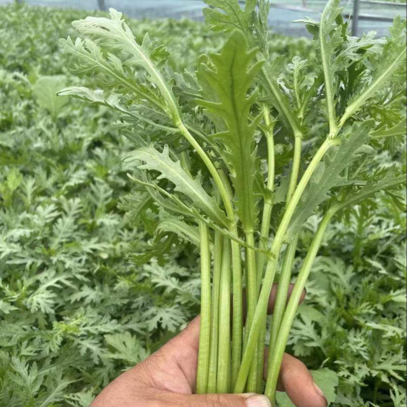 精品茼蒿大量上市