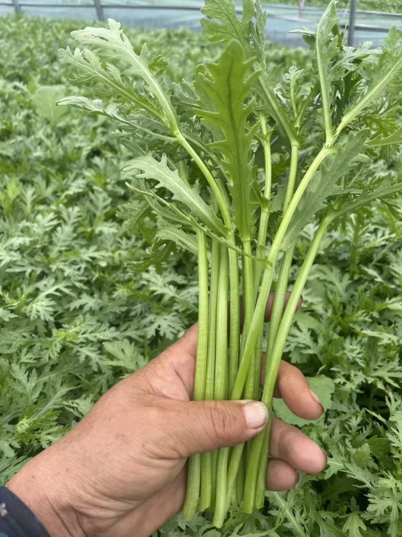 精品茼蒿大量上市
