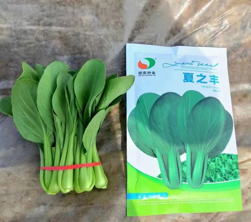 德高夏龙7号青梗菜七号种子耐热青梗菜耐热青菜抗病耐雨