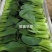 德高夏龙7号青梗菜七号种子耐热青梗菜耐热青菜抗病耐雨