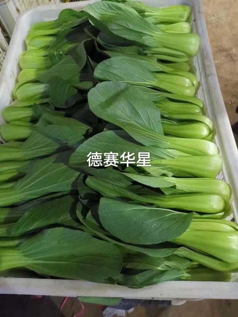 德高夏龙7号青梗菜七号种子耐热青梗菜耐热青菜抗病耐雨